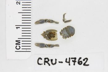 Media type: image; Invertebrate Zoology CRU-4762